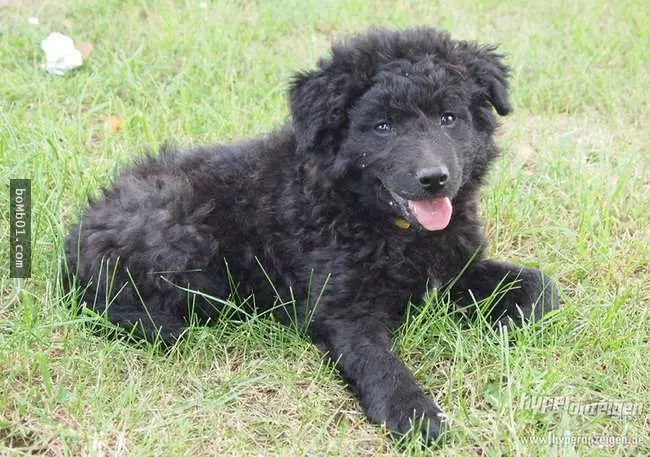 27隻世界上最稀有的犬種,至少有一半以上從未見過。
