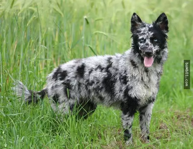 27隻世界上最稀有的犬種,至少有一半以上從未見過。