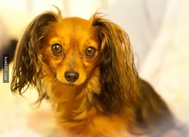 27隻世界上最稀有的犬種,至少有一半以上從未見過。