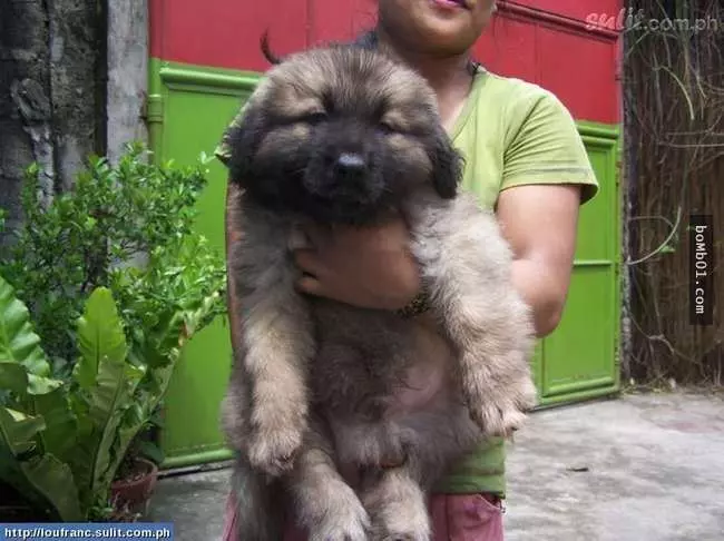 27隻世界上最稀有的犬種,至少有一半以上從未見過。