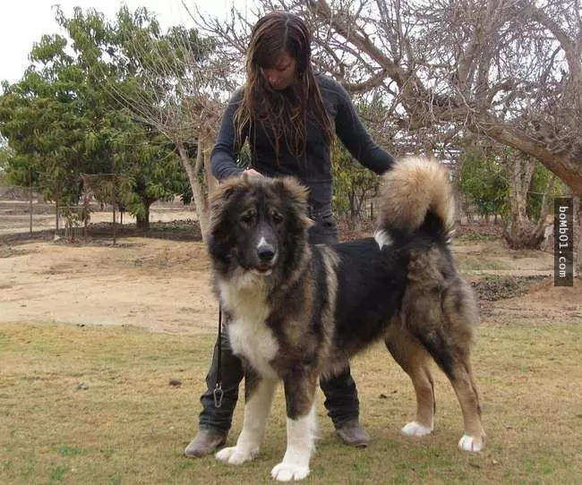 27隻世界上最稀有的犬種,至少有一半以上從未見過。