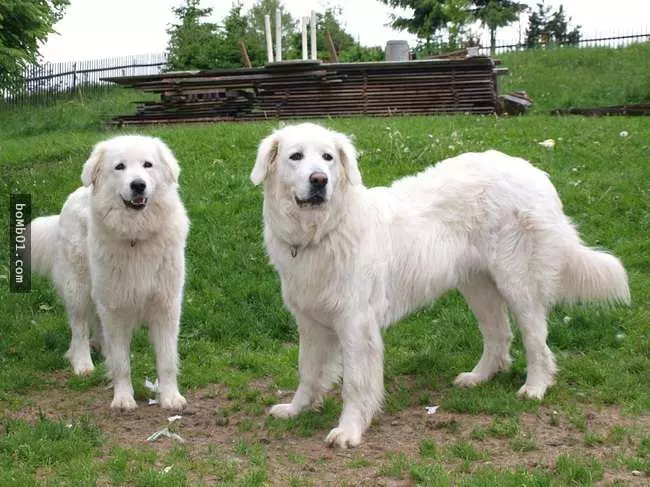 27隻世界上最稀有的犬種,至少有一半以上從未見過。