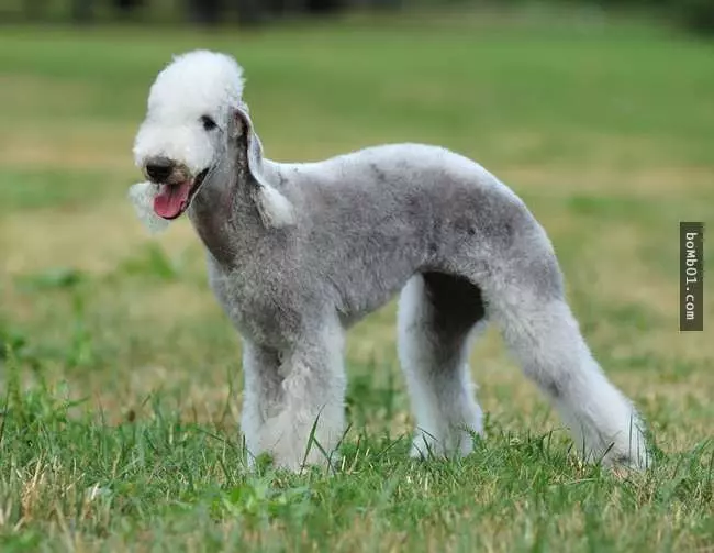 27隻世界上最稀有的犬種,至少有一半以上從未見過。