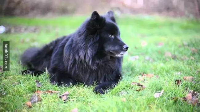 27隻世界上最稀有的犬種,至少有一半以上從未見過。