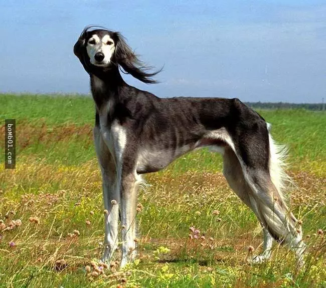 27隻世界上最稀有的犬種,至少有一半以上從未見過。