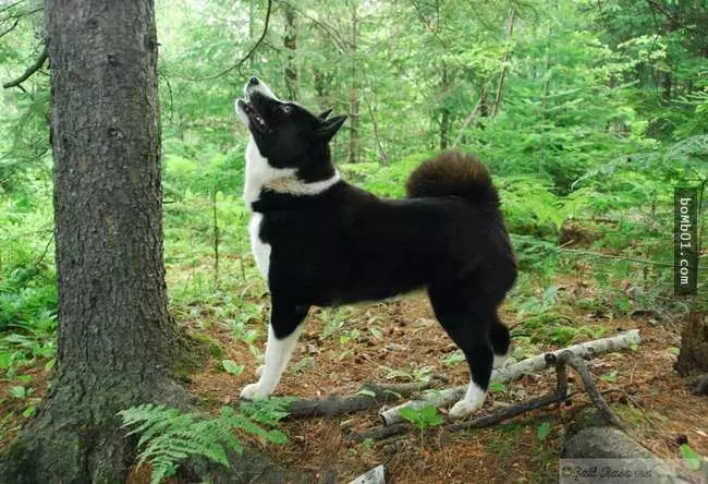 27隻世界上最稀有的犬種,至少有一半以上從未見過。