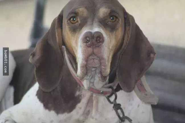 27隻世界上最稀有的犬種,至少有一半以上從未見過。