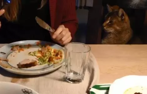 貓咪盯著肉肉老半天了,寵主還沒有一點表示,最後只好自己動手!