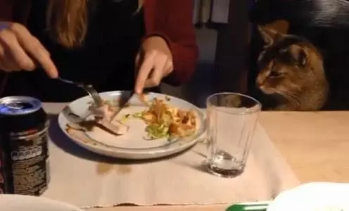 貓咪盯著肉肉老半天了,寵主還沒有一點表示,最後只好自己動手!