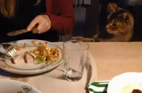 貓咪盯著肉肉老半天了,寵主還沒有一點表示,最後只好自己動手!