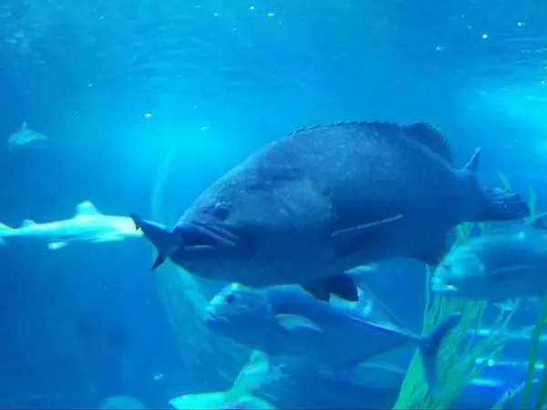 巨型石斑 冷血殺手 一口吞掉鯊魚!