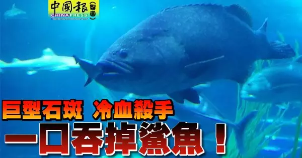 巨型石斑 冷血殺手 一口吞掉鯊魚!