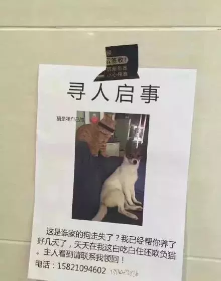 史上最佛系尋狗啟示,笑慘了!狗丟了還能這樣找?