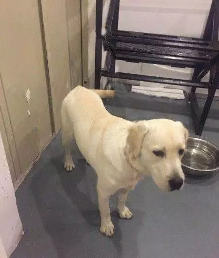 狗狗忠犬報恩,每天跟著主人上廁所,汪:謝謝你懷孕還養著我