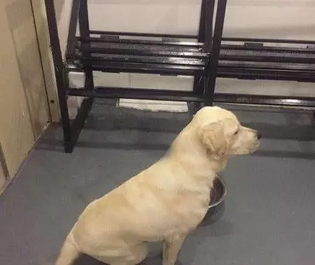 狗狗忠犬報恩,每天跟著主人上廁所,汪:謝謝你懷孕還養著我