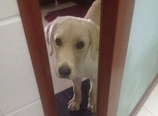 狗狗忠犬報恩,每天跟著主人上廁所,汪:謝謝你懷孕還養著我