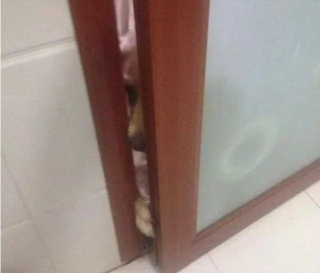狗狗忠犬報恩,每天跟著主人上廁所,汪:謝謝你懷孕還養著我