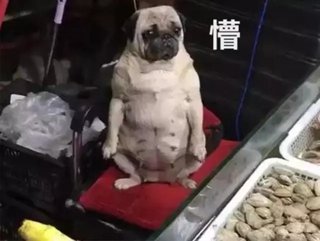 買海鮮問多少錢,狗老闆卻委屈哭了,汪:我在賣藝你就賞點吧