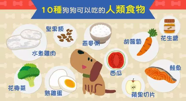 你還在為狗狗能吃什麼而糾結嗎?盤點10種狗狗可以吃的人類食物