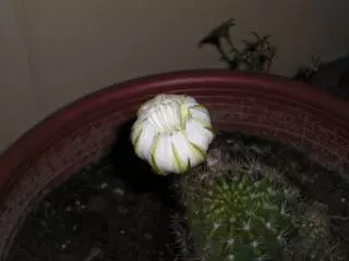 插哪都能活,燙傷、手癬、牙疼、牛皮癬都能用的上,在家就能養,關鍵時刻能救命! -