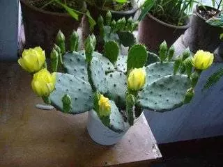 插哪都能活,燙傷、手癬、牙疼、牛皮癬都能用的上,在家就能養,關鍵時刻能救命! -