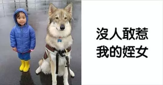 生小孩就要把狗送走?25張「暖心夥伴照」打腫這些人的臉!