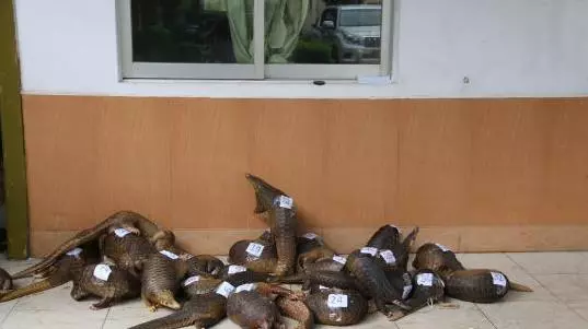 警察發現了大量被黑網裝起來的的動物,推門一看,臉色都變了...