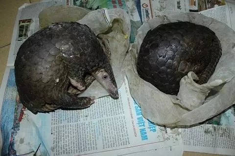 警察發現了大量被黑網裝起來的的動物,推門一看,臉色都變了...
