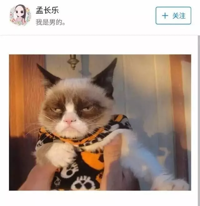 看完這些爆紅網絡的「萌貓」「丑貓」,我懷疑生活中我看到的一定是假貓……