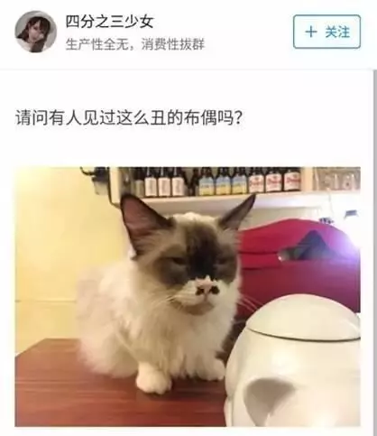 看完這些爆紅網絡的「萌貓」「丑貓」,我懷疑生活中我看到的一定是假貓……