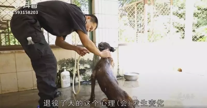 向警犬致敬!青春歲月「全奉獻給人民」 員警伴終生哽咽呼籲:它們也會害怕孤獨...