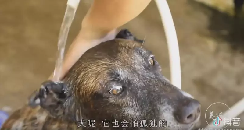 向警犬致敬!青春歲月「全奉獻給人民」 員警伴終生哽咽呼籲:它們也會害怕孤獨...