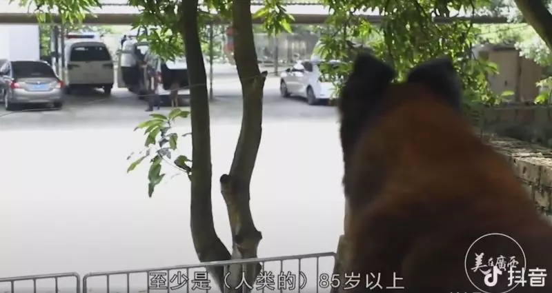 向警犬致敬!青春歲月「全奉獻給人民」 員警伴終生哽咽呼籲:它們也會害怕孤獨...
