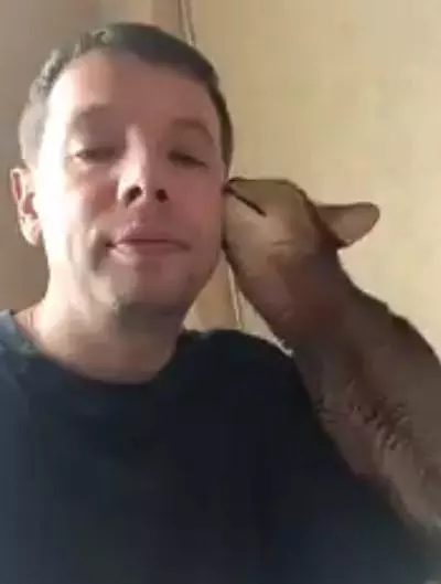 貓咪假裝向主人撒嬌,其實是想偷吃雞腿,爪子伸出去老長!