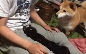 柴柴見黑貓躺在主人腿上就以為自己失寵了,一直在旁邊「討摸摸」!