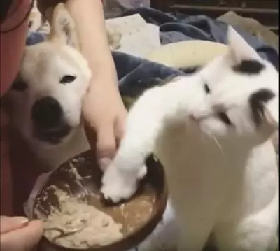 主人給狗子喂飯的時候貓咪總是把爪子伸進碗里蹭吃,太逗了!
