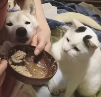 主人給狗子喂飯的時候貓咪總是把爪子伸進碗里蹭吃,太逗了!