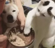 主人給狗子喂飯的時候貓咪總是把爪子伸進碗里蹭吃,太逗了!