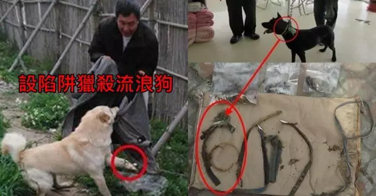 苗栗叔姪好心「假領養」20隻浪浪...竟以一隻300賣去台中屠宰!黑心肉恐不小心吃下肚.