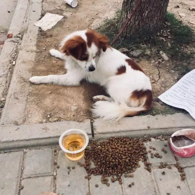 主人無奈將狗狗拋棄路邊,留下食物,一張紙條說出狗狗心酸故事