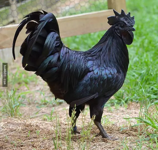 你可能會以為這21隻色彩斑斕的動物是假的,但事實是它們本來就這麼豐富多彩,真的沒有PS過!