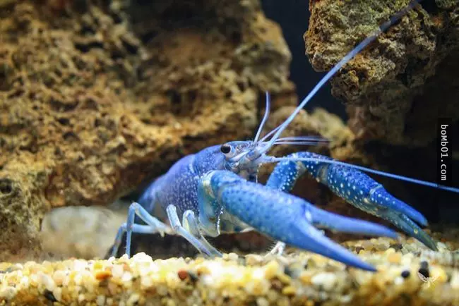 你可能會以為這21隻色彩斑斕的動物是假的,但事實是它們本來就這麼豐富多彩,真的沒有PS過!