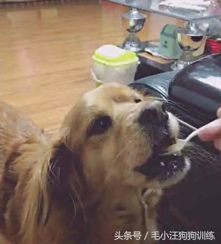 十一歲高齡金毛無法進食,主人細心照顧