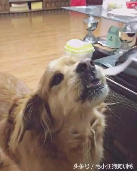 十一歲高齡金毛無法進食,主人細心照顧