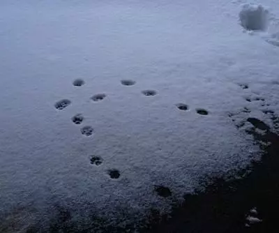 網友分享貓咪要放棄某樣事時的各種爆笑反應!