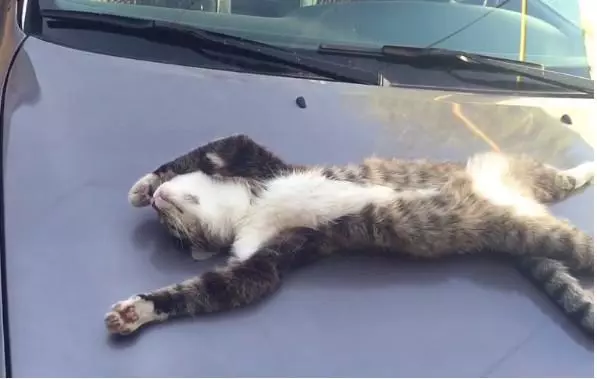 一隻貓在車上睡死了,車主碰碰它小手示意它起來,貓咪的反應令網友全都笑噴!