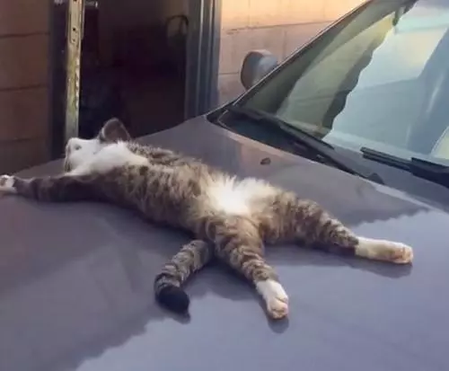 一隻貓在車上睡死了,車主碰碰它小手示意它起來,貓咪的反應令網友全都笑噴!