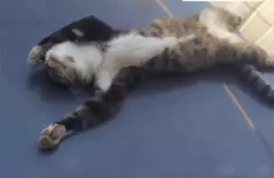 一隻貓在車上睡死了,車主碰碰它小手示意它起來,貓咪的反應令網友全都笑噴!