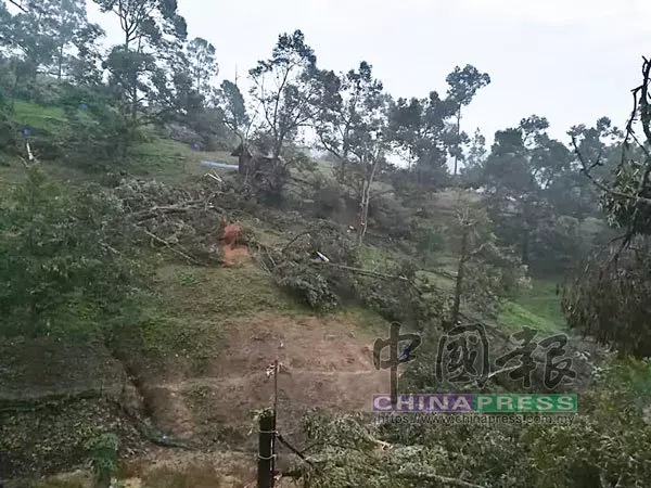 強風吹倒80棵榴槤樹 園主欲哭無淚
