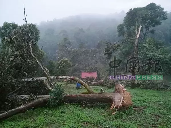 強風吹倒80棵榴槤樹 園主欲哭無淚